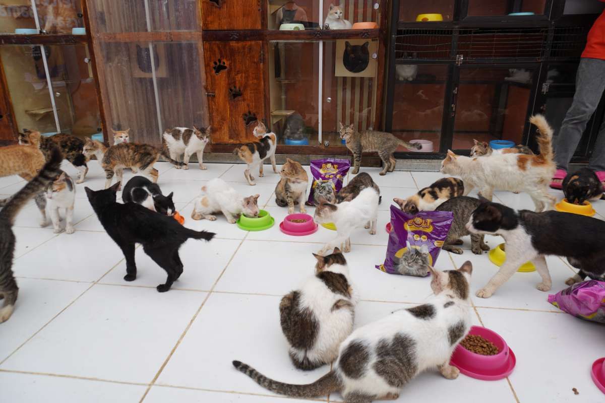 Central Proteina Prima (CPRO) Kian Serius di Bisnis Petfood