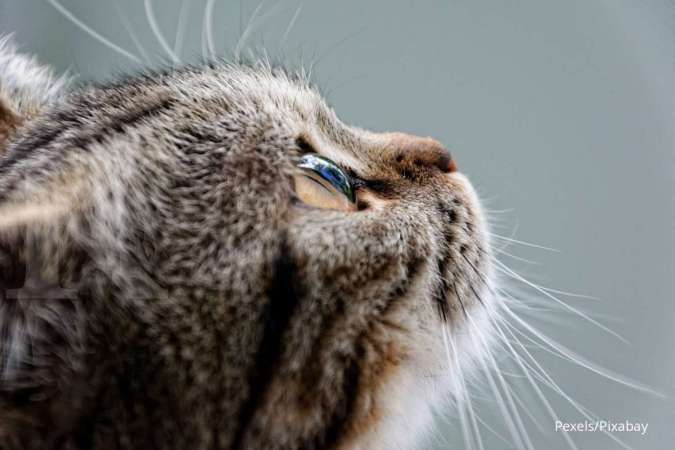 Jangan Disepelekan! Ini 5 Penyebab Kucing Mengalami Diare
