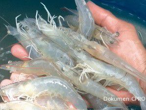 Pemerintah Larang Impor Udang Penaeus Vanamae