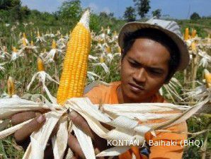 Harga jagung impor telah naik 22% ketimbang 3 bulan lalu