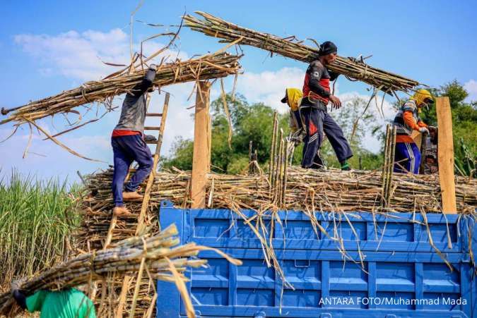 Harga Lelang Gula Tertekan, Asosiasi Gula Sorot Sejumlah Penyebab