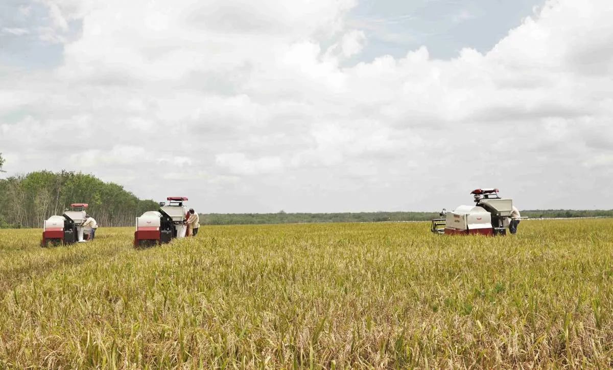  Dorong Ketahanan Pangan, Bakrie Group Lakukan Panen Raya Padi Gogo