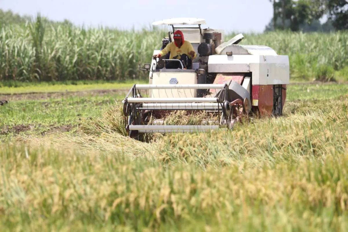Ada 1,9 Juta Hektare Lahan Padi Panen Bulan Ini, NFA Minta Bulog Lakukan Penyerapan