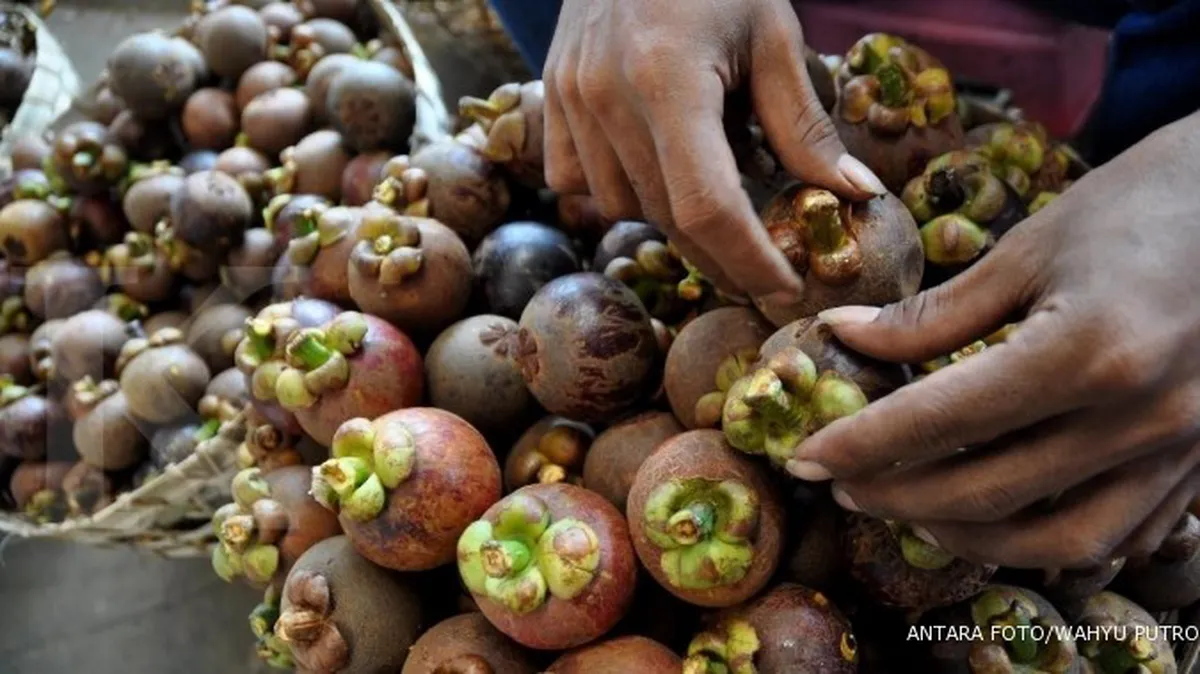 Manggis makin laku di luar negeri