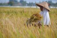 Prabowo Siap Menindak Penggilingan Padi Nakal