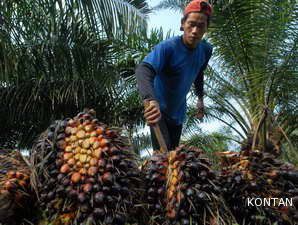 HET Pupuk Naik, Petani Sawit Tergilas