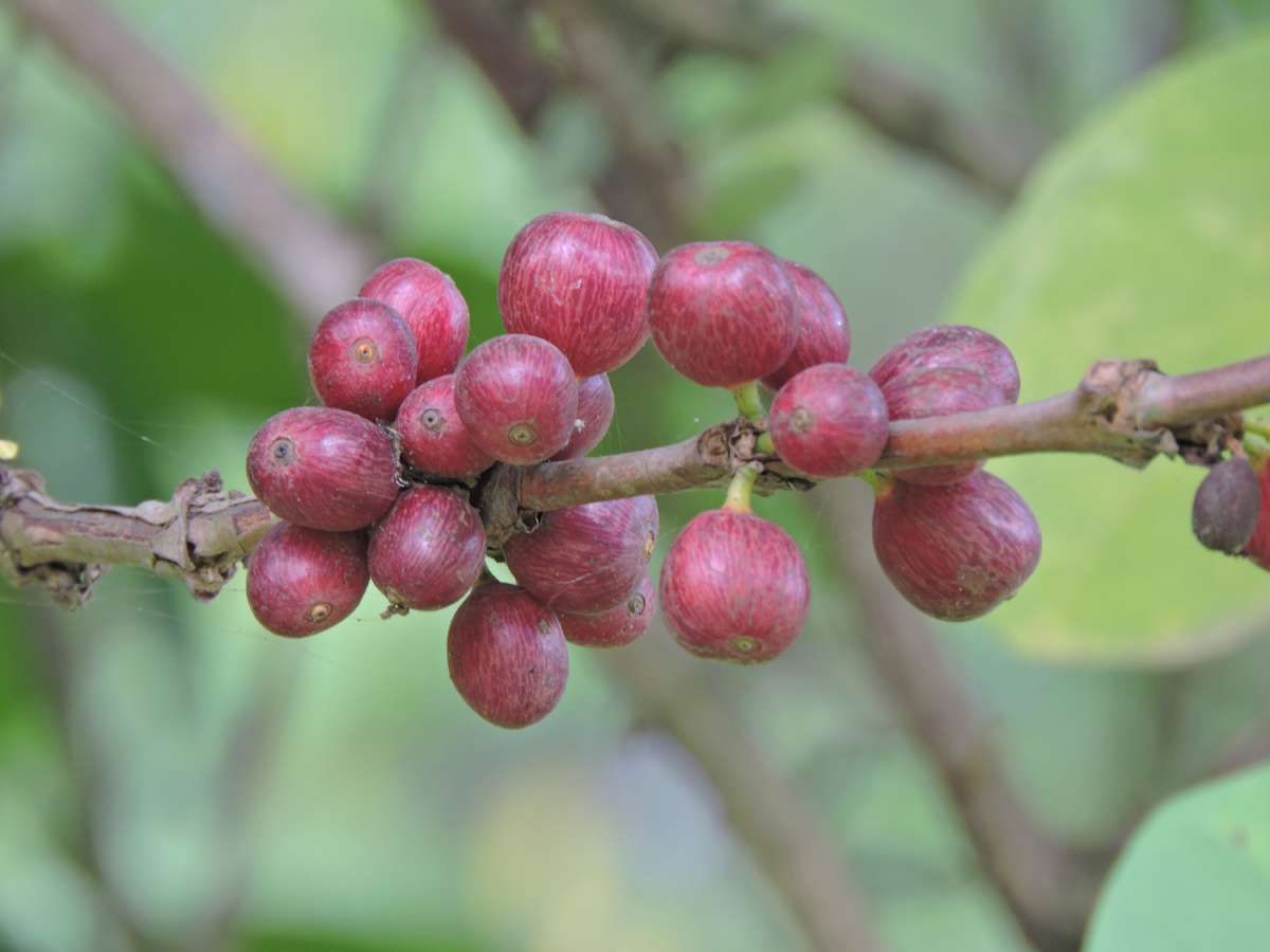  Lantaran Banyak Permintaan, Muncul Kopi Wine Abal-Abal