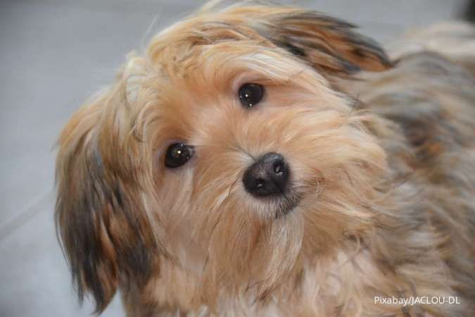 Pecinta Anjing Wajib Tahu, Ini 4 Buah yang Dapat Membahayakan Kesehatan Anjing