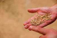 Spain's Paella Rice Could 'Disappear', Say Farmers Angry at EU Rules