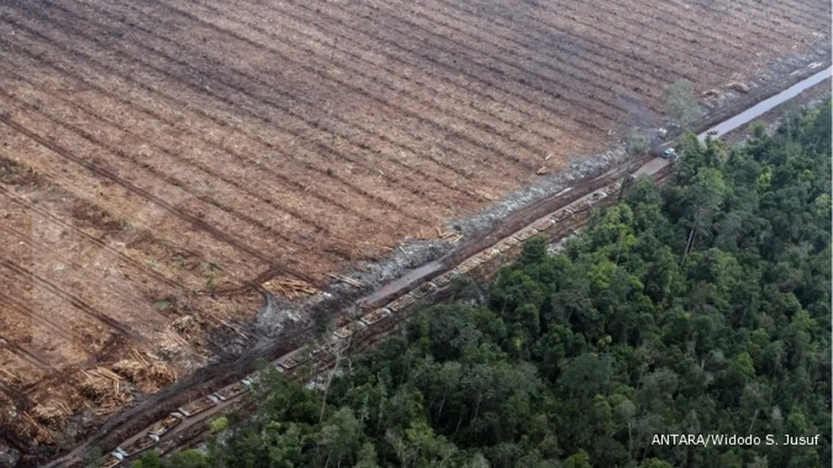 Badan anti pembalakan liar hutan akan dibentuk