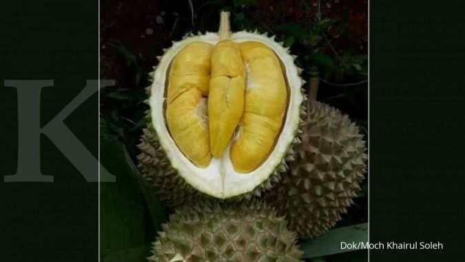 Mencium tajam wangi cuan budidaya durian musang king