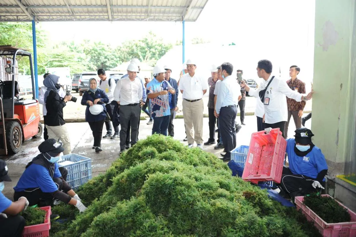 KKP Sebut Keberhasilan Hilirisasi Rumput Laut di Bali Bisa Dicontoh Daerah Lain
