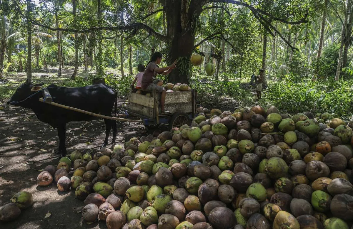 PERPEKINDO Riau Dorong Pemerintah Perbaiki Mekanisme Penetapan Harga Kelapa