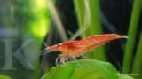 Udang red cherry: Si bungkuk yang cantik (1)
