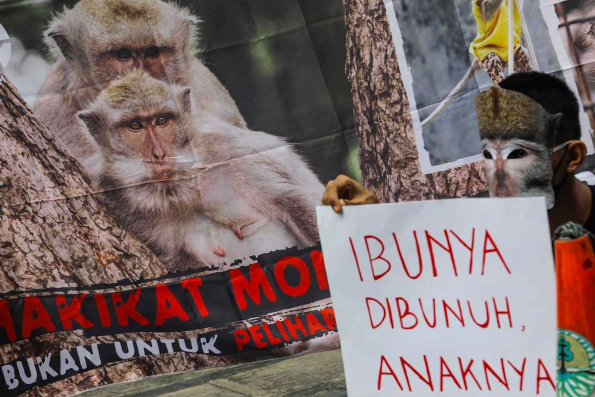 Tindak Praktik Perdagangan Monyet