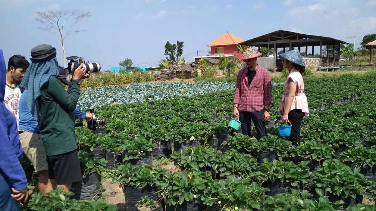 Seru! Berwisata sambil petik stroberi di Lumbung Stroberi