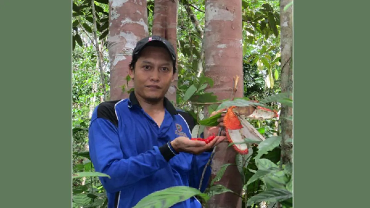 Upaya Muhammad Hanif melestarikan tanaman buah khas Kalimantan (1)