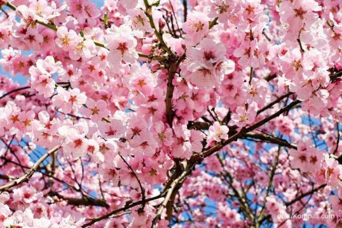 Paket Liburan Musim Semi Sakura di Jepang, Booking Sekarang Berangkat 2024