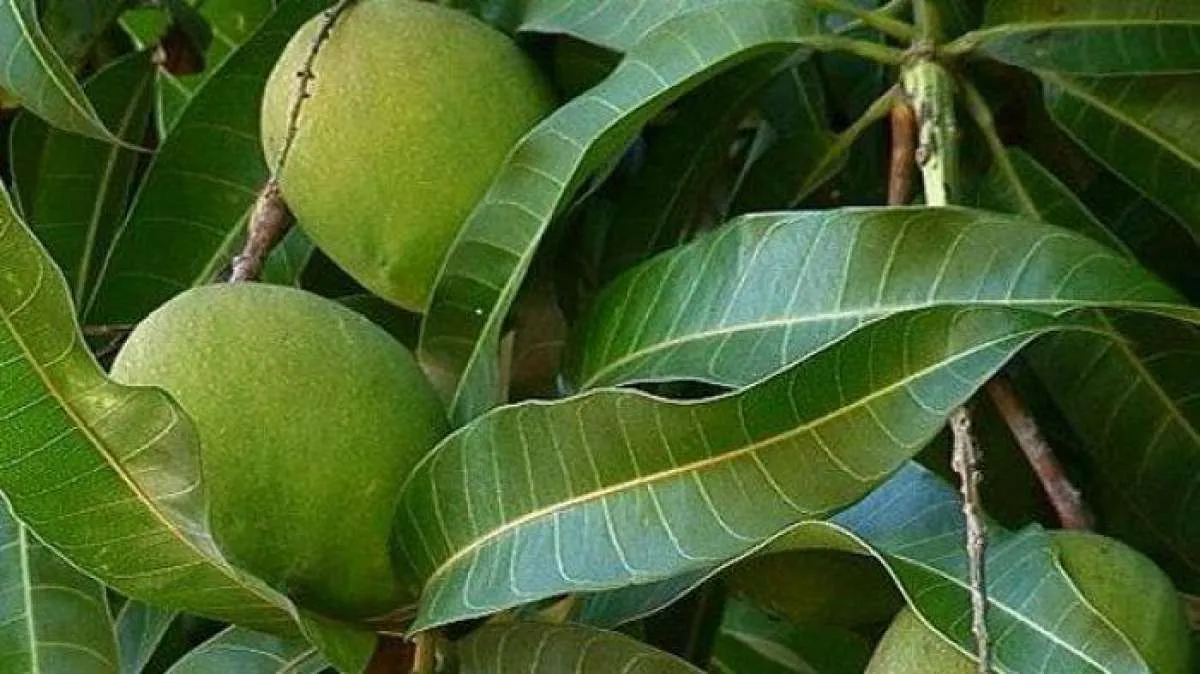 Bisa menurunkan gula darah, ini cara minum teh daun mangga untuk penderita diabetes