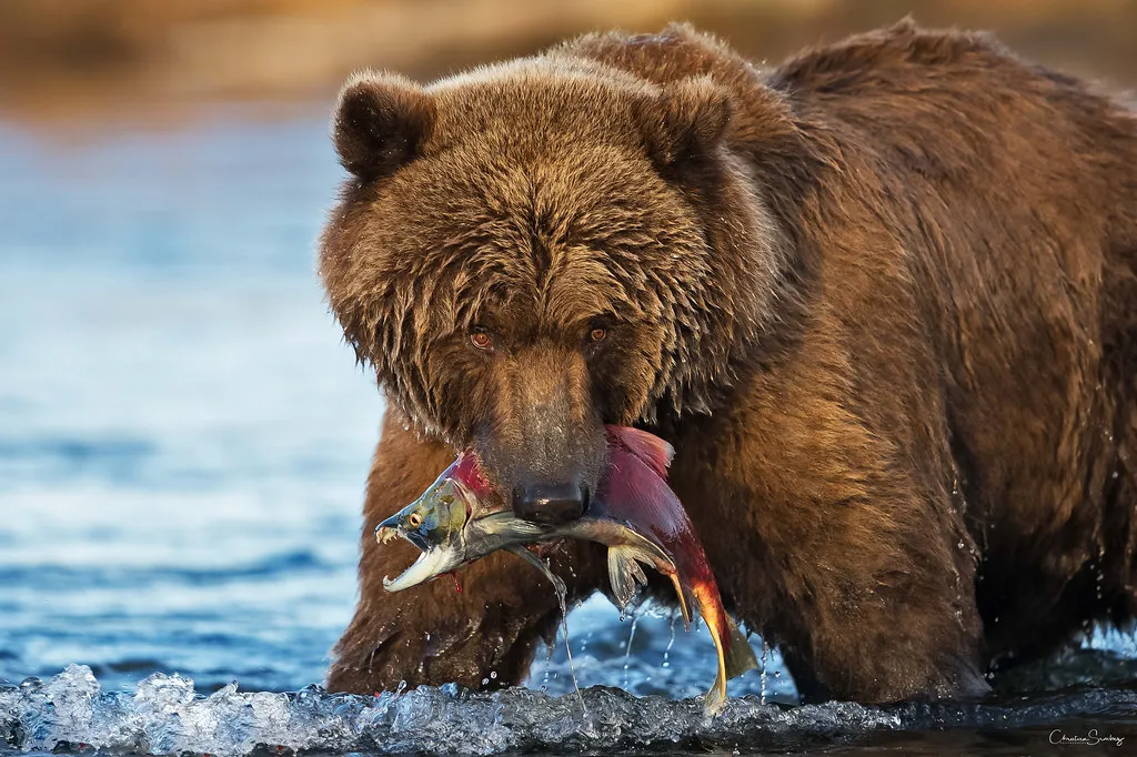 hewan terkuat di dunia: beruang grizzly