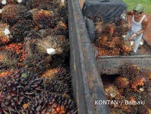 Hari ini, harga CPO melampaui level tertinggi dalam 33 bulan