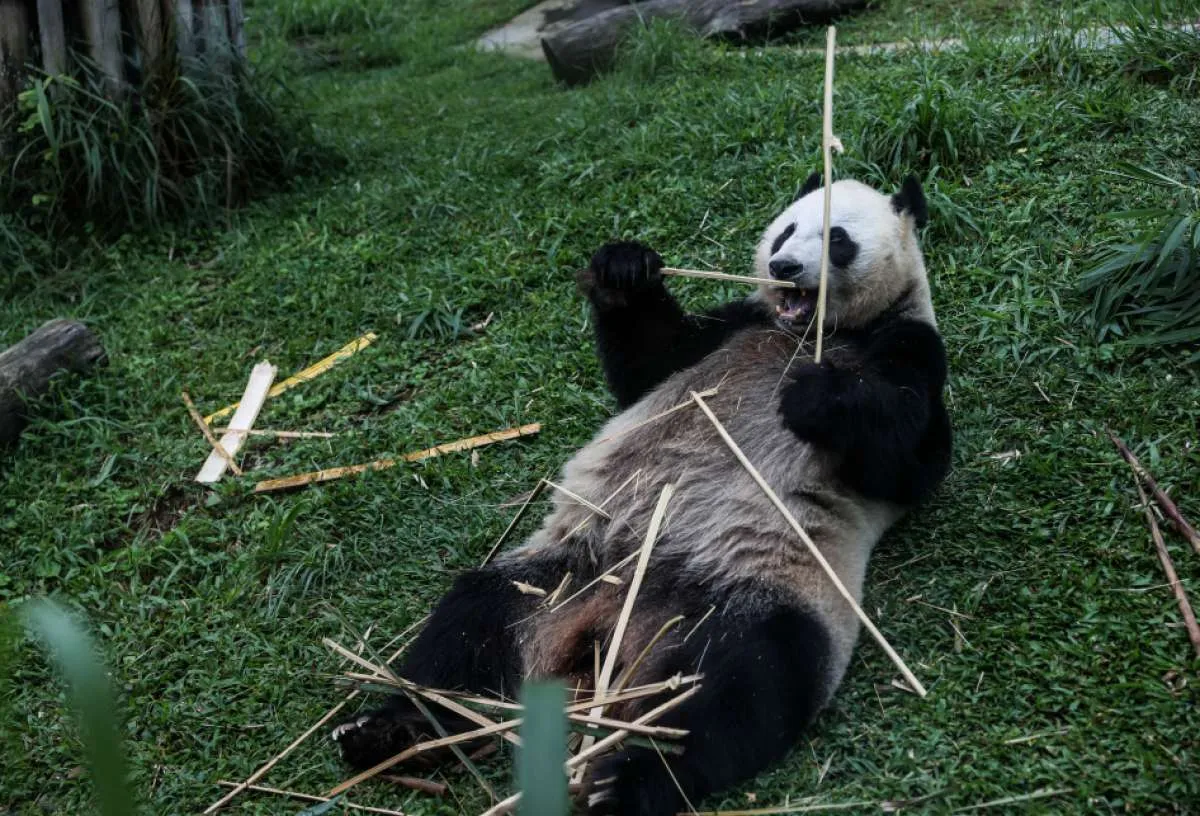 Amerika Segera Ucapkan Selamat Tinggal kepada Panda-Panda China