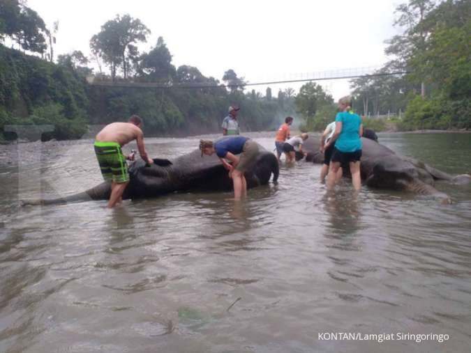 Prabowo Siapkan Inpres Penyelamatan Populasi dan Habitat Gajah Sumatera dan Borneo