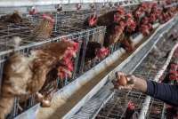 Pemulihan Harga dan Permintaan Bikin Prospek Emiten Poultry Kembali Menarik