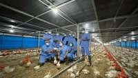 Kinerja Emiten Poultry Diprediksi Positif, Cermati Rekomendasi CPIN,  JPFA dan MAIN