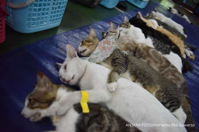 20 Link Twibbon Hari Rabies Sedunia 2025 Dengan Desain Estetik
