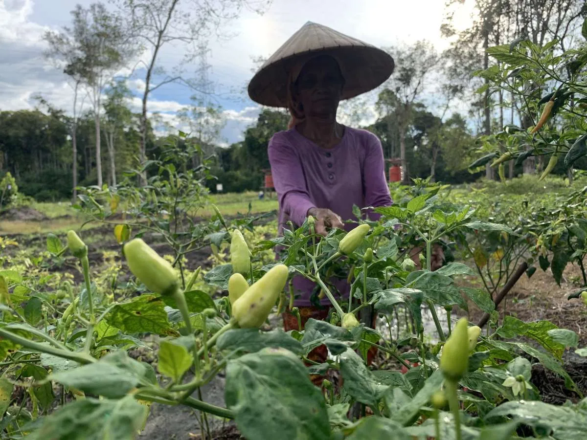 Menahan laju deforestasi lewat program mata pencaharian alternatif