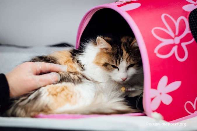 Biaya dan Syarat Kucing Naik Pesawat untuk Mudik Lebaran 2023, Cek di Sini