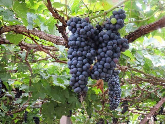 Gambar buah anggur