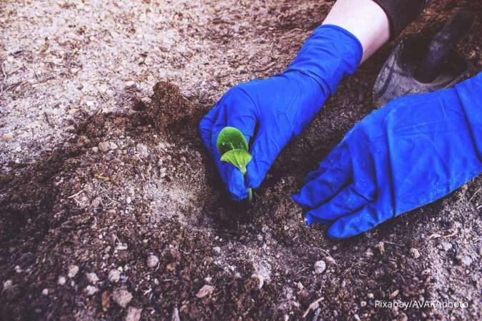 Ingin Tahu Kualitas Tanah Tanaman di Rumah? Coba Lakukan 4 Uji Tes Mudah Ini