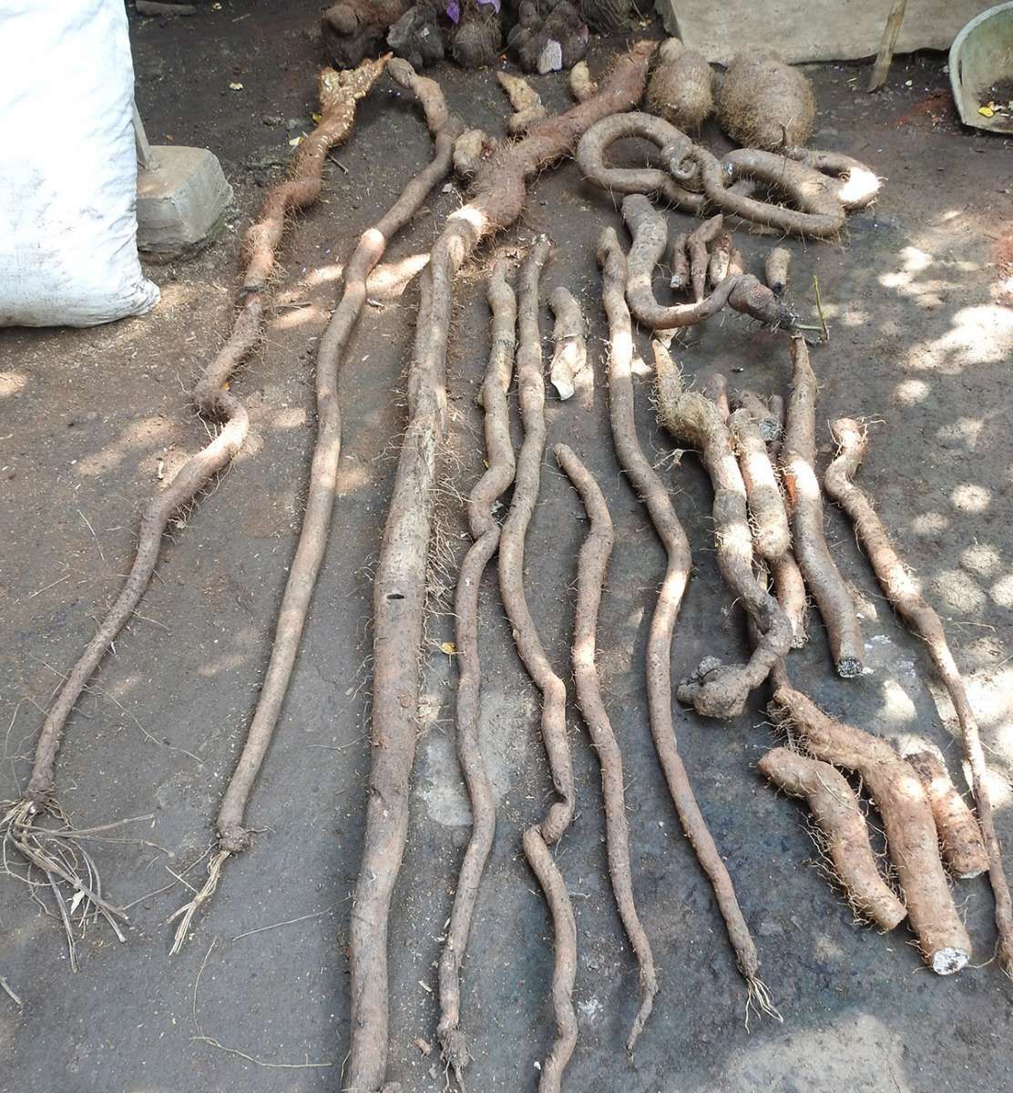  Di Sekitar Istilah Food Estate yang Kurang Pas