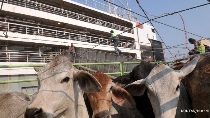 Bulog mulai impor sapi siap potong dari Australia