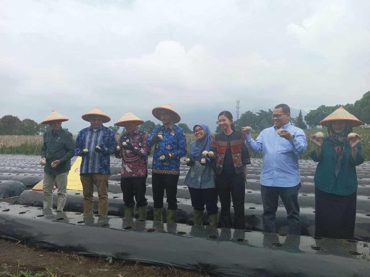 Kurangi Ketergatungan Kentang Impor, PepsiCo Indonesia Adopsi Cara Thailand,