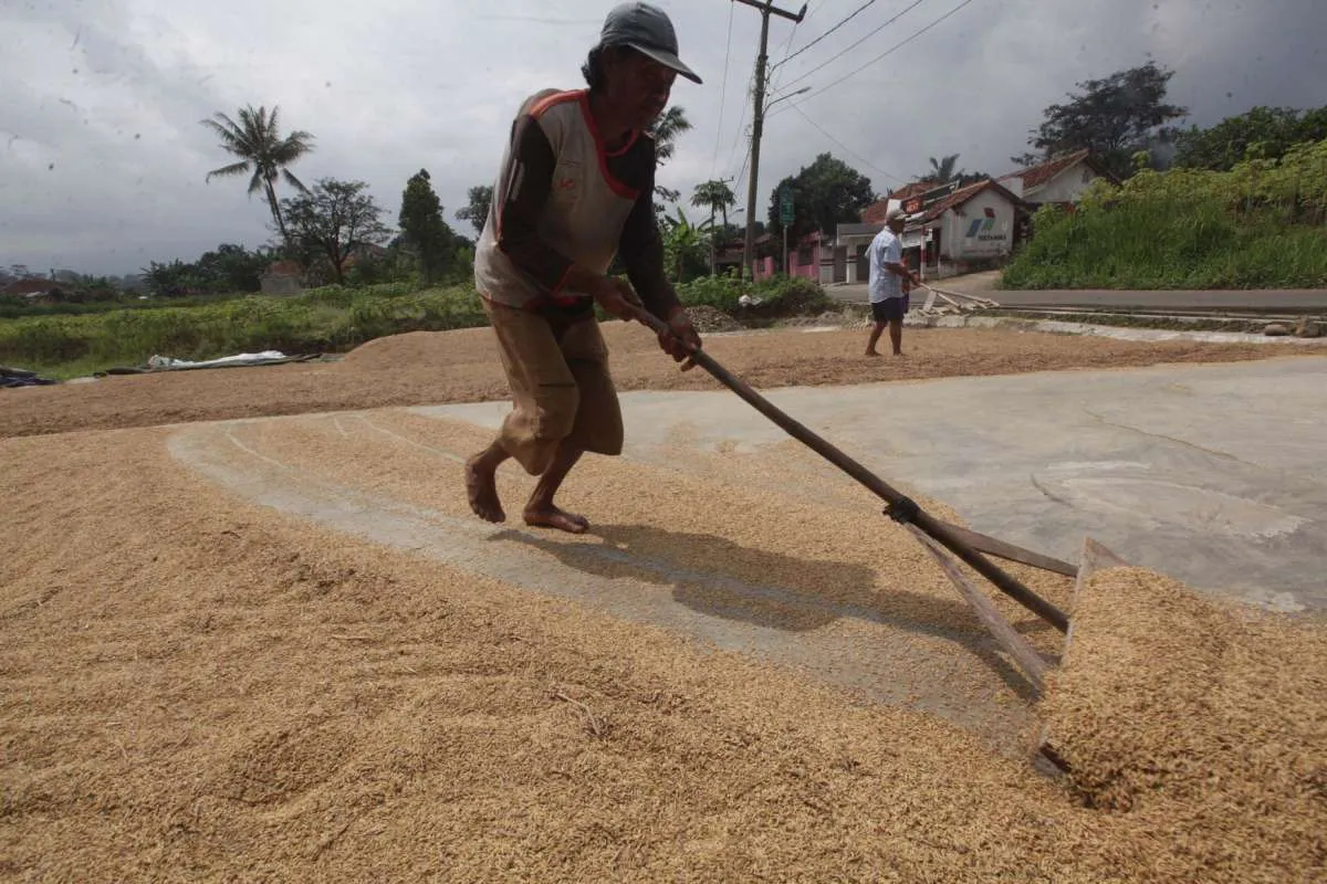 Mentan minta Bulog maksimalkan serapan gabah pada panen raya 2021