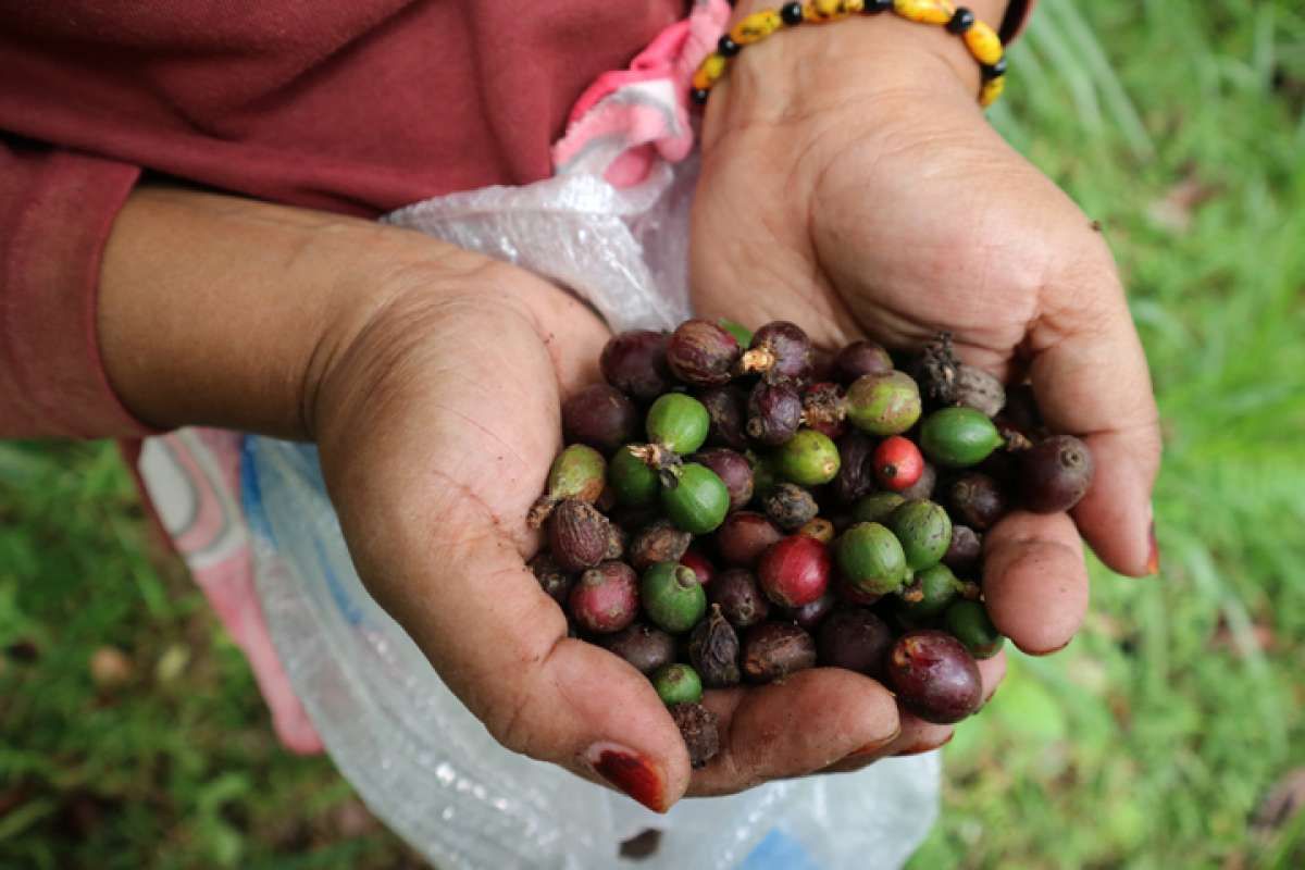 Harga Kopi Vietnam Naik Tajam Mengekor Pasar London, Harga Kopi Indonesia Mendatar