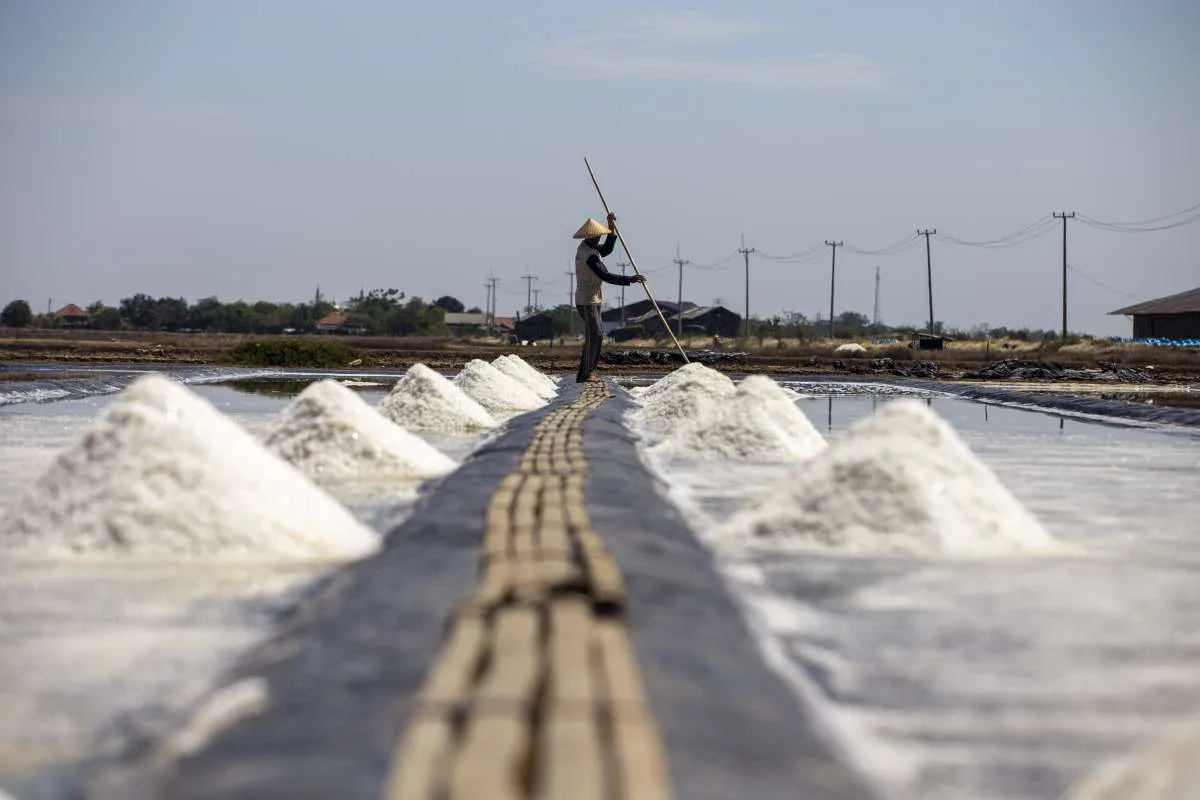 Target Swasembada Garam 2027 Perlu Diikuti Kewajiban Serap Produksi Lokal