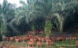 Simak Rekomendasi Saham Emiten CPO di Tengah Sentimen Keanggotaan RSPO