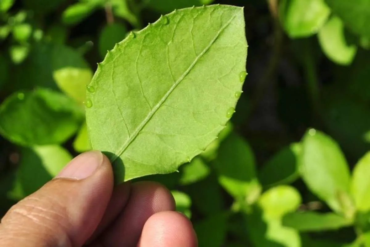 Selain Beluntas, 3 Daun Herbal Ini Efektif Menghilangkan Bau Badan Tidak Sedap