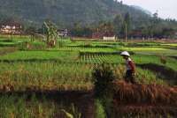 Marak Informasi Palsu Soal Petani Milenial & Brigade Pangan, Kementan Peringatkan Ini