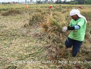 Hatta: Kenaikan HPP beras untuk melindungi petani