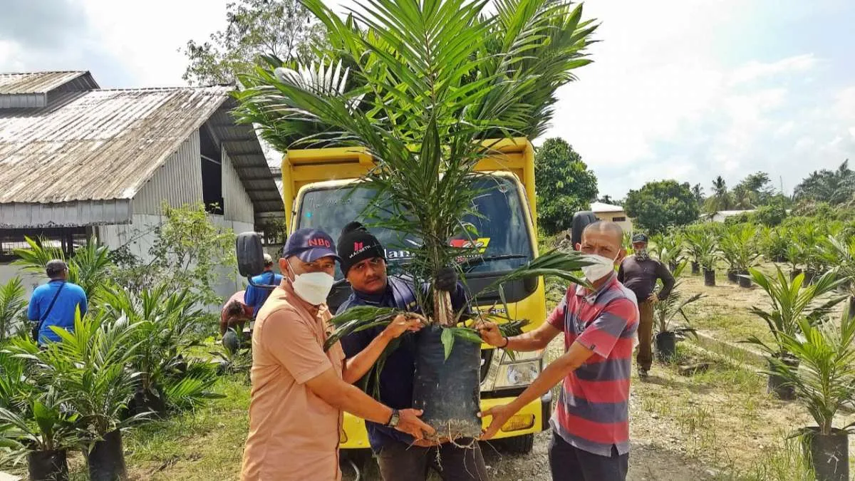 Program peremajaan sawit rakyat PTPN V sudah terealisasi 9.894 Ha 
