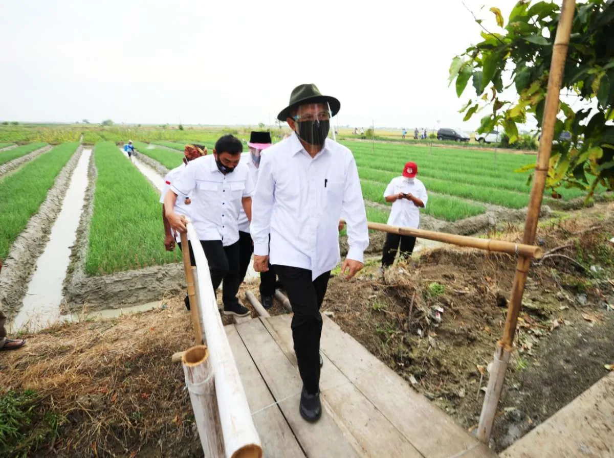 Antisipasi krisis pangan, pemerintah dorong perkuat koperasi pangan