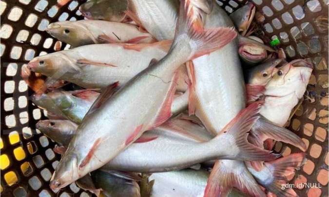 Pasok Kebutuhan Jemaah Haji, Indonesia akan Ekspor 500 Ton Ikan ke Arab Saudi