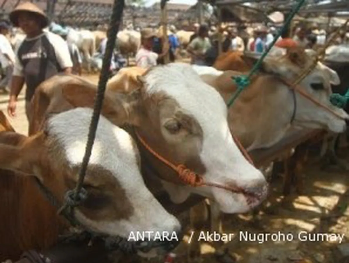 Tiga jurus pemerintah penuhi kebutuhan daging sapi