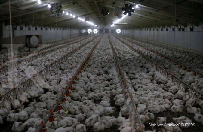 Jepang konfirmasi wabah flu burung, 330.000 ekor ayam dimusnahkan