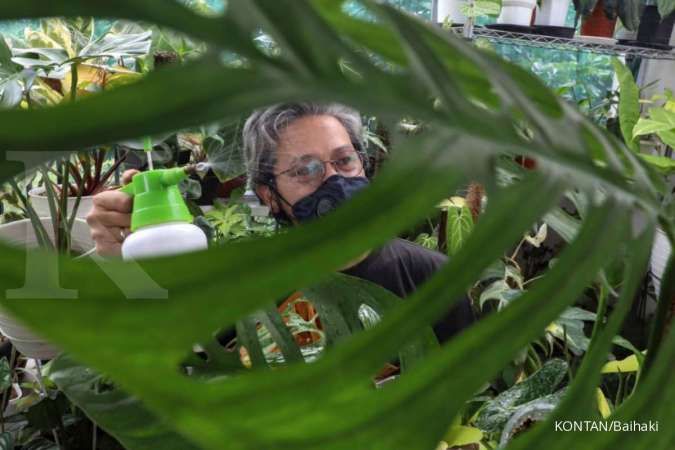 Menyegarkan Ruangan, Ini Dia Ide Dekorasi Rumah dengan Tanaman Hias 